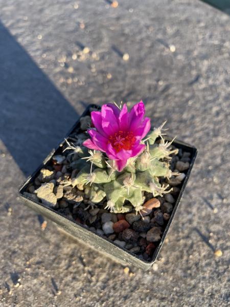 Turbinicarpus nicolae